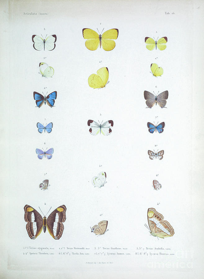 Butterflies of Cube 1838 t1 Photograph by Historic illustrations