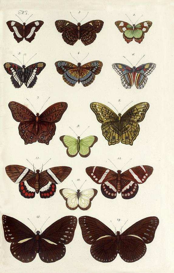 BUTTERFLIES Old Plate by Albertus Seba Drawing by Mark White - Fine Art ...