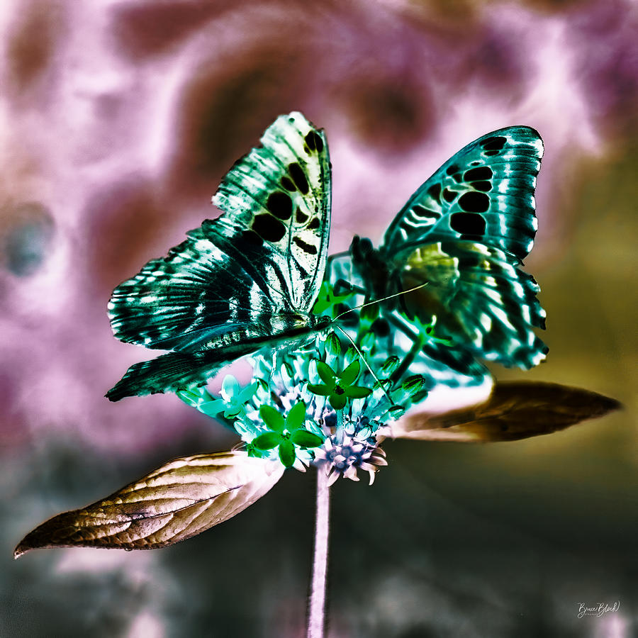 Butterflies on a flower Photograph by Bruce Block