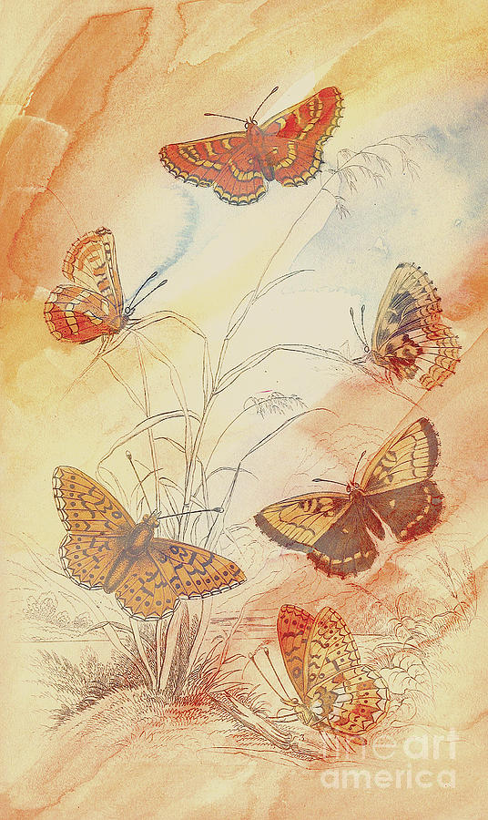 Butterflies On Stone Digital Art by Steven Parker