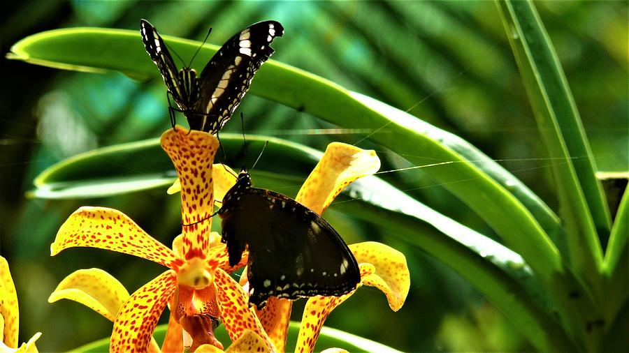 Butterflies on the orchid flower Photograph by Robert Bociaga