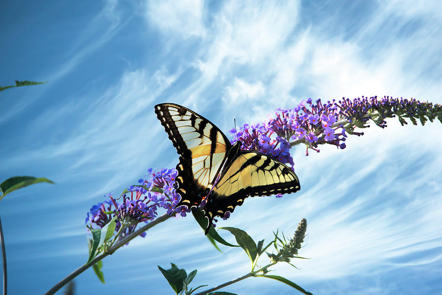 Butterflies-Resting Photograph by Judy Wolinsky