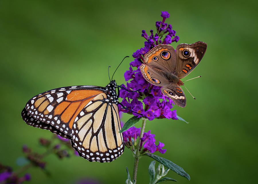 Butterflies Sharing  Photograph by Allin Sorenson