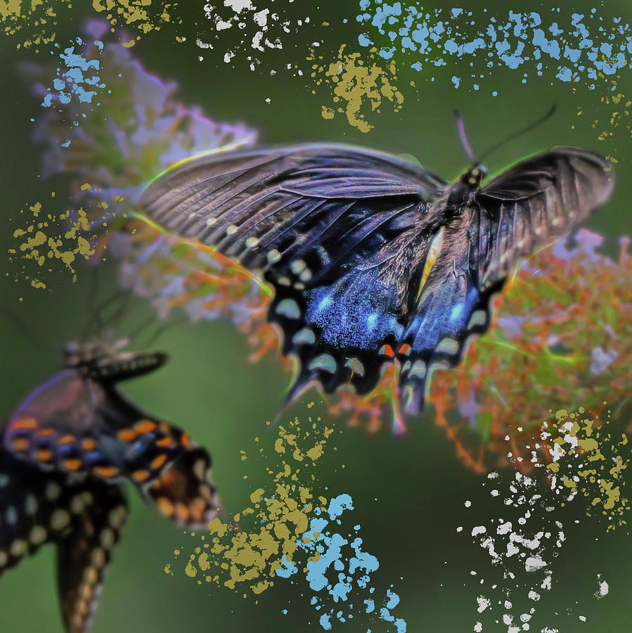 Butterflies Gathering Nectar Photograph by Cordia Murphy