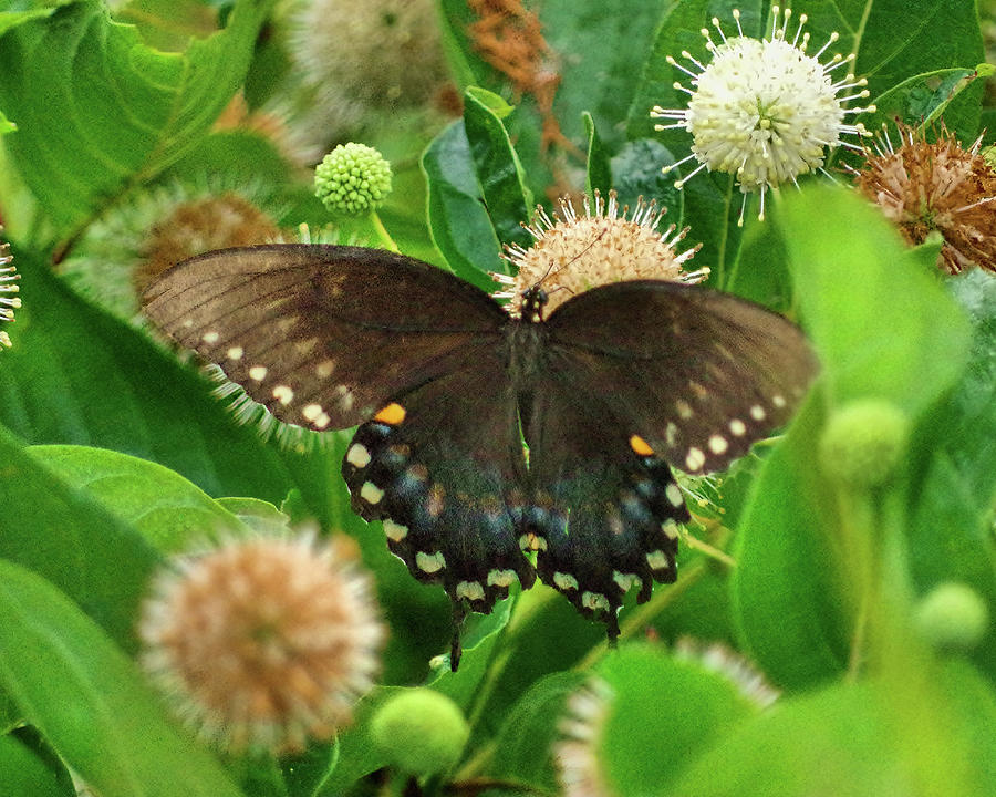 Butterfly 1 Photograph by Buddy Scott