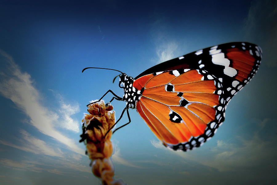 Butterfly 1 Digital Art by Steven Parker
