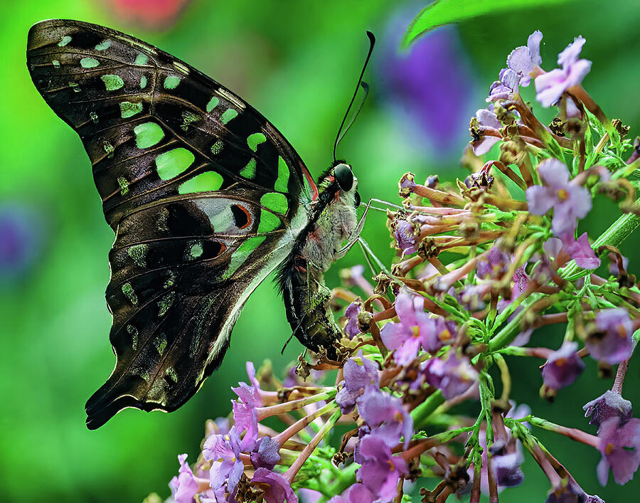 Butterfly 124 Photograph by Jeff Stallard