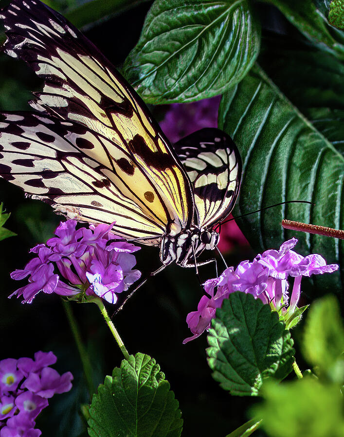 Butterfly 125 Photograph by Jeff Stallard