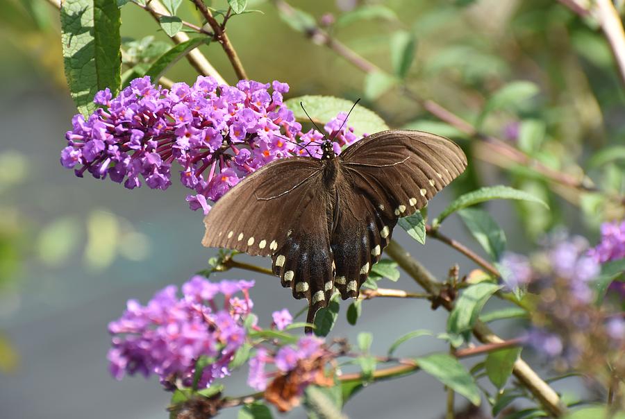 Butterfly 184 Photograph by Joyce StJames