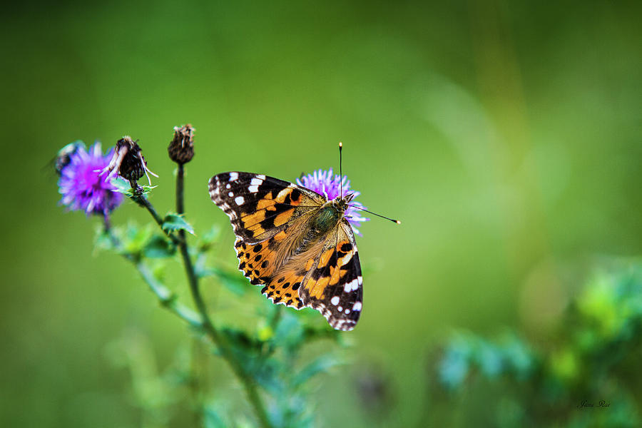 Butterfly #2 Photograph by Jana Rosenkranz