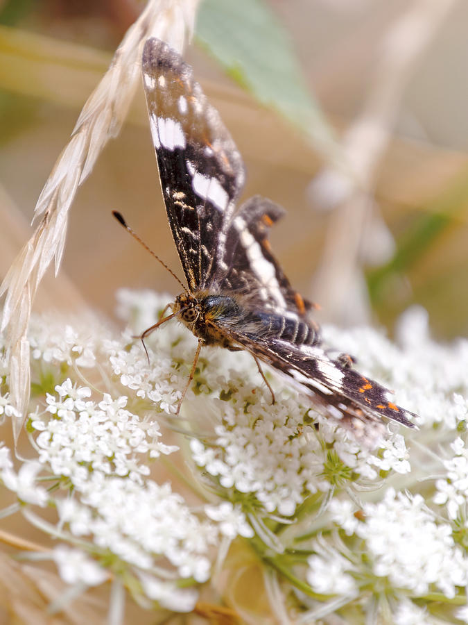Butterfly 2 Photograph by Jaroslav Buna
