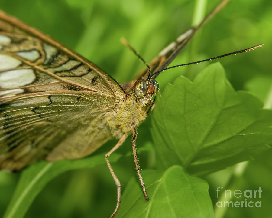 Butterfly 2 Photograph by Olga Hamilton