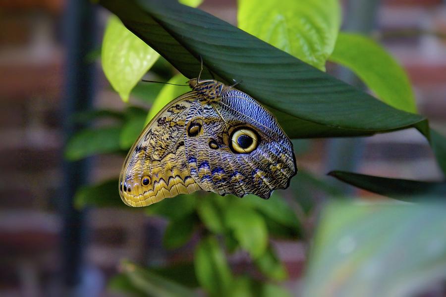 Wildlife Photograph - Butterfly #3 by Matthew Adelman Wildlife Photograph - Butterfly #3 by Matthew Adelman