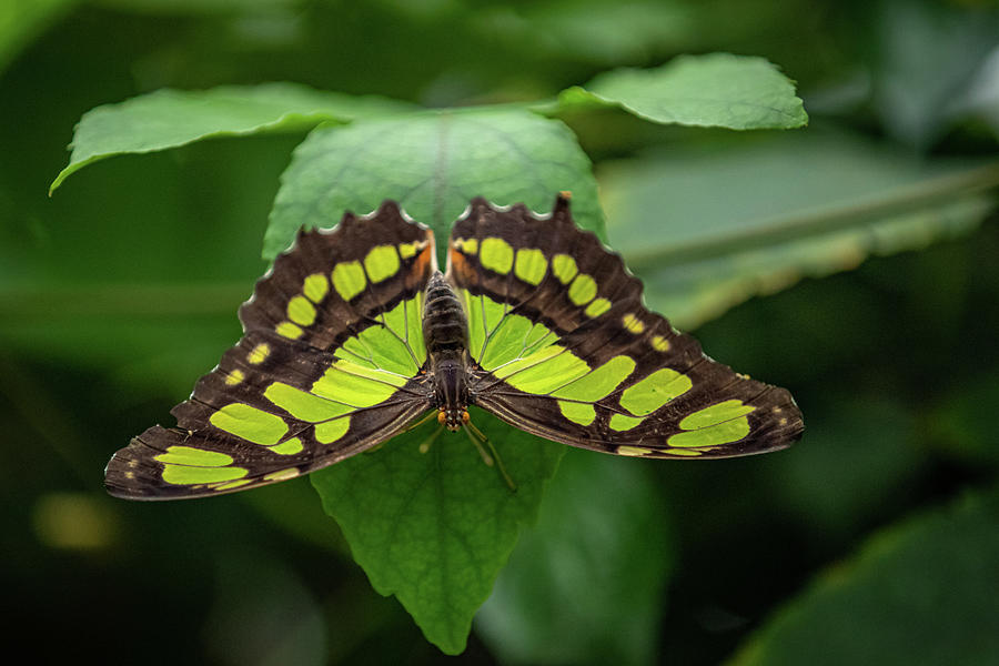 Butterfly 4 Photograph by Erin O'Keefe - Fine Art America