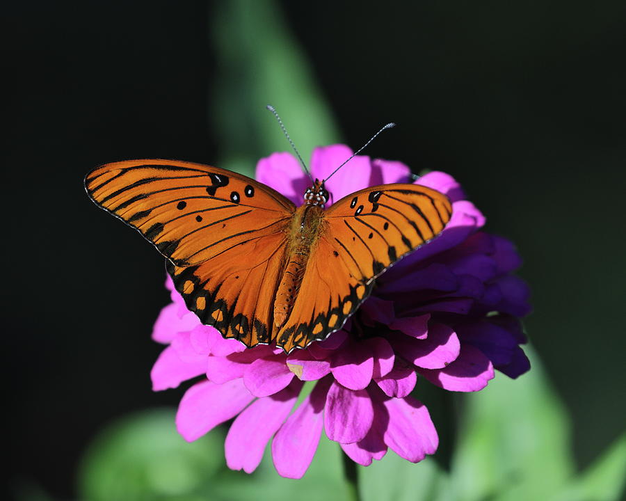 Butterfly 4085 Photograph by John Moyer