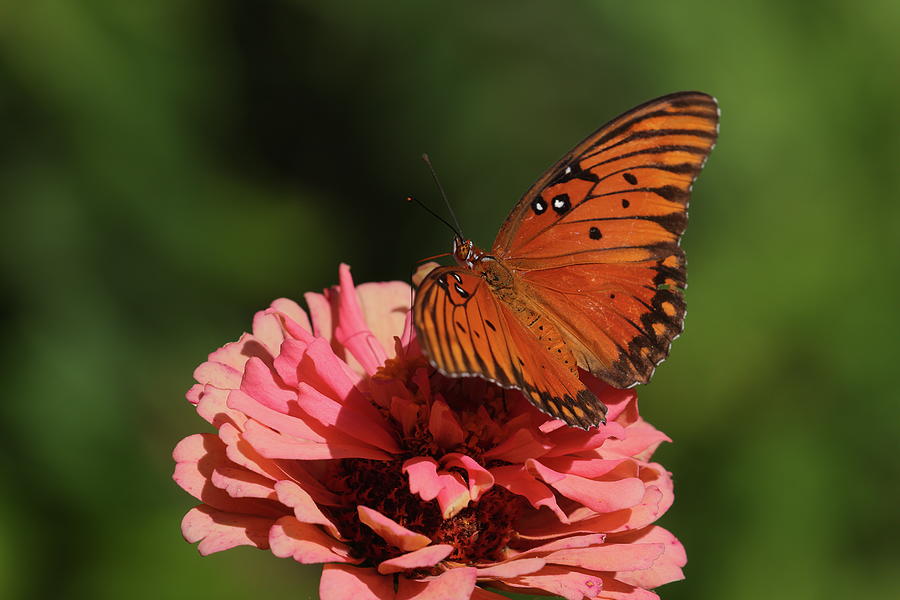Butterfly 4770 Photograph by John Moyer