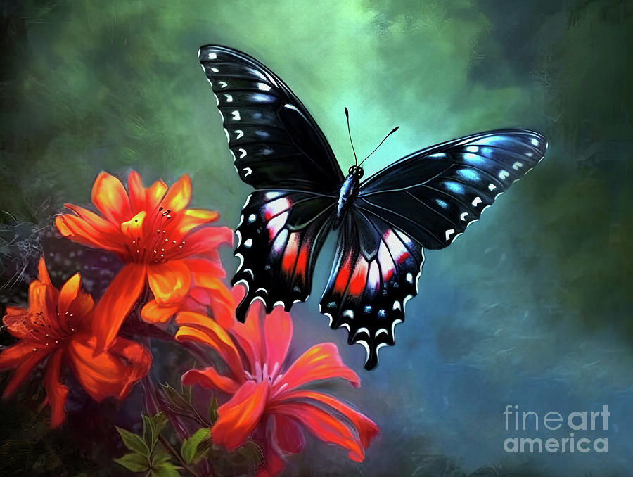 Butterfly  5  Digital Art by Elaine Manley