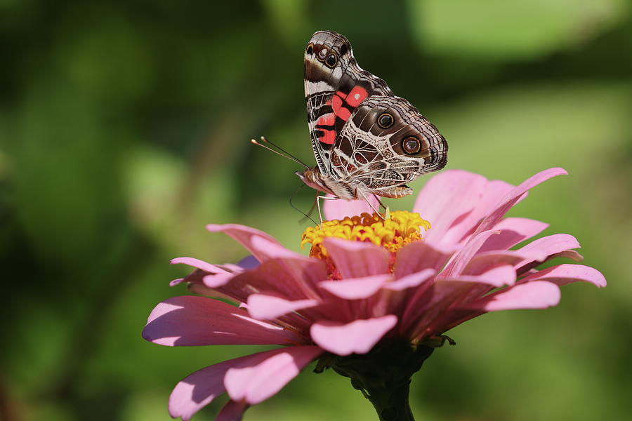 Butterfly 5058 Photograph by John Moyer