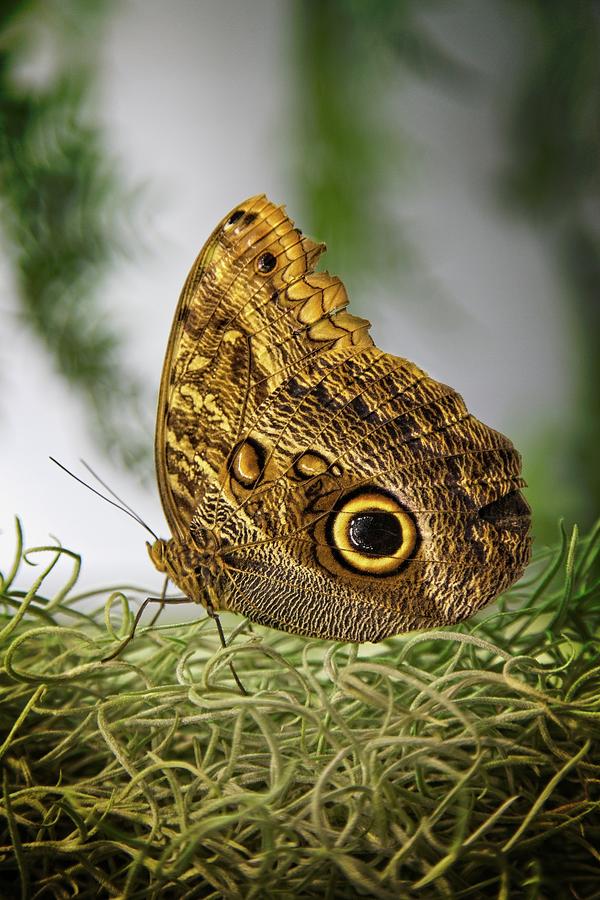 Wildlife Photograph - Butterfly #6 by Matthew Adelman Wildlife Photograph - Butterfly #6 by Matthew Adelman