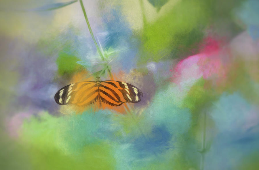 Butterfly Abstract Photograph