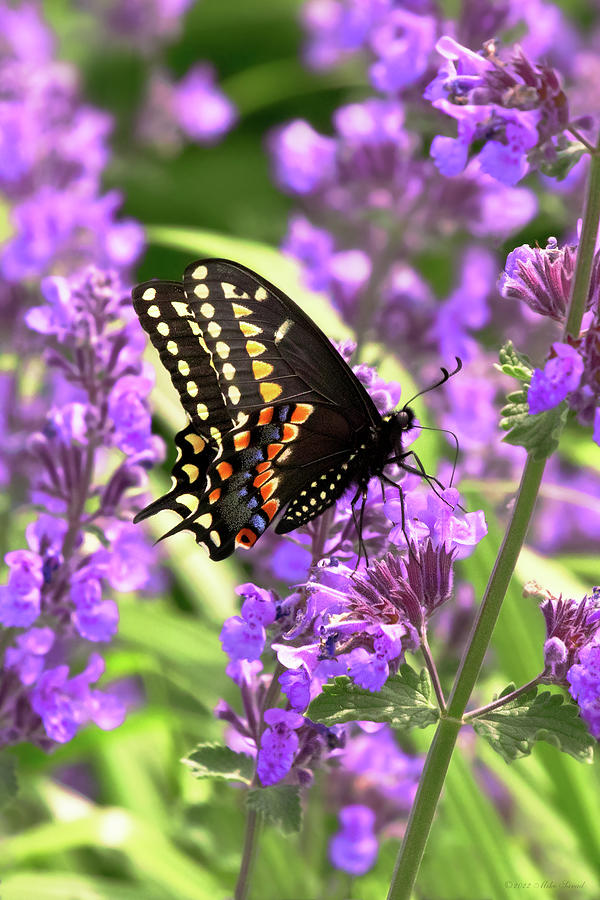 Butterfly - American Swallowtail on Kit Cat Flowers Photograph by Mike Savad