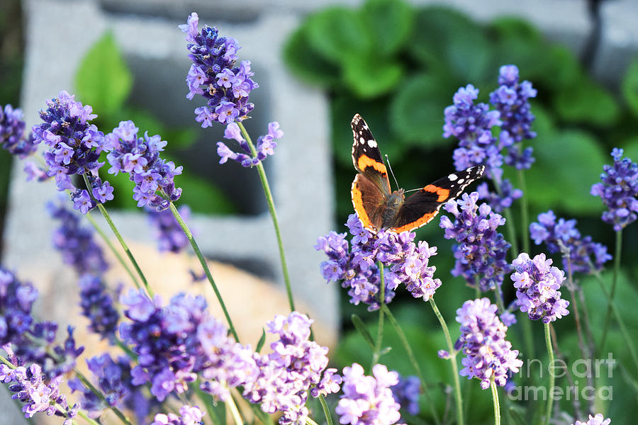 Butterfly Among The Lavender  Photograph by Anita Streich