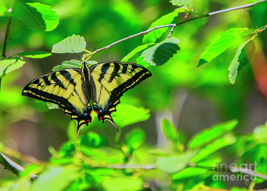Butterfly Among the Trees Digital Art by David Millenheft