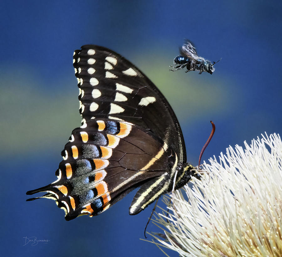 Butterfly And Bee #1068 Photograph