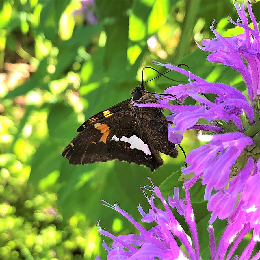 Butterfly and Bee Balm Photograph by Rachelle Stracke