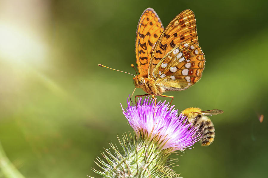 Butterfly and Bee Photograph by Calado Art - Pixels