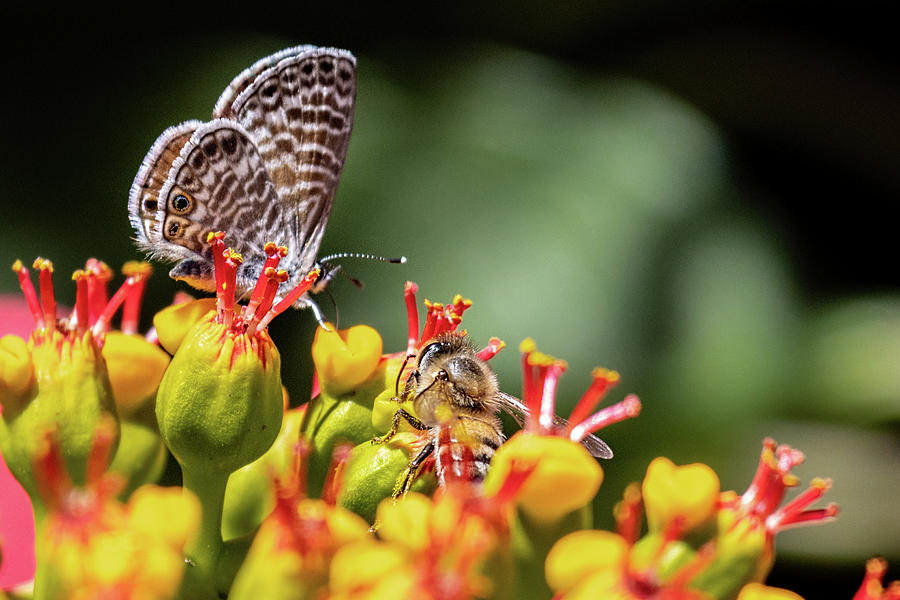 Butterfly and Bee in Poinsettia Photograph by Agustin Uzarraga