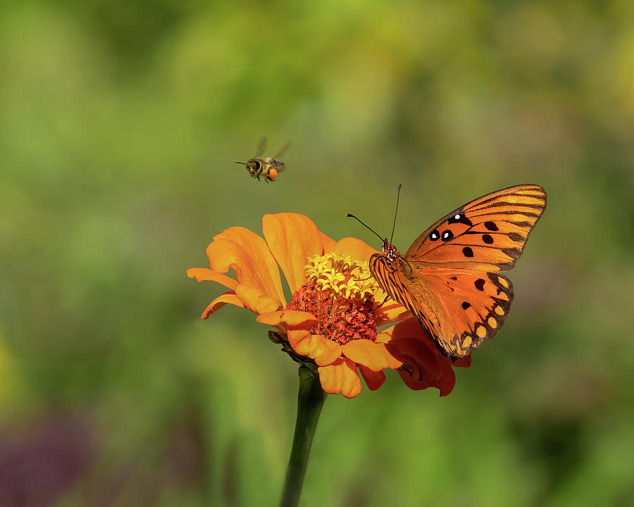 Butterfly and Bee Photograph by Jim Miller
