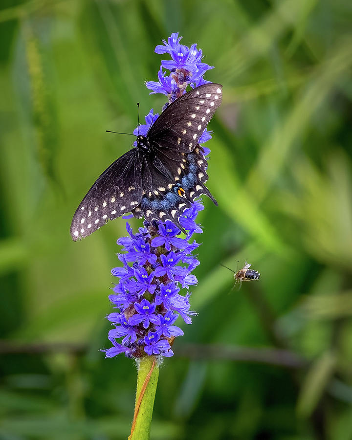 Butterfly and Bee Photograph by Robert Miller