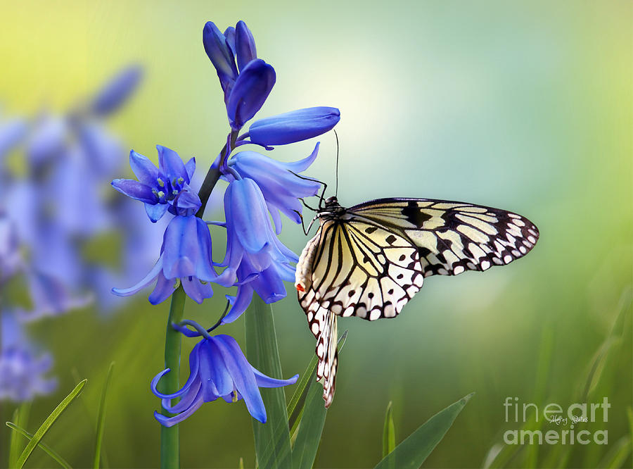 Butterfly and Bluebell Dreams Mixed Media by Morag Bates