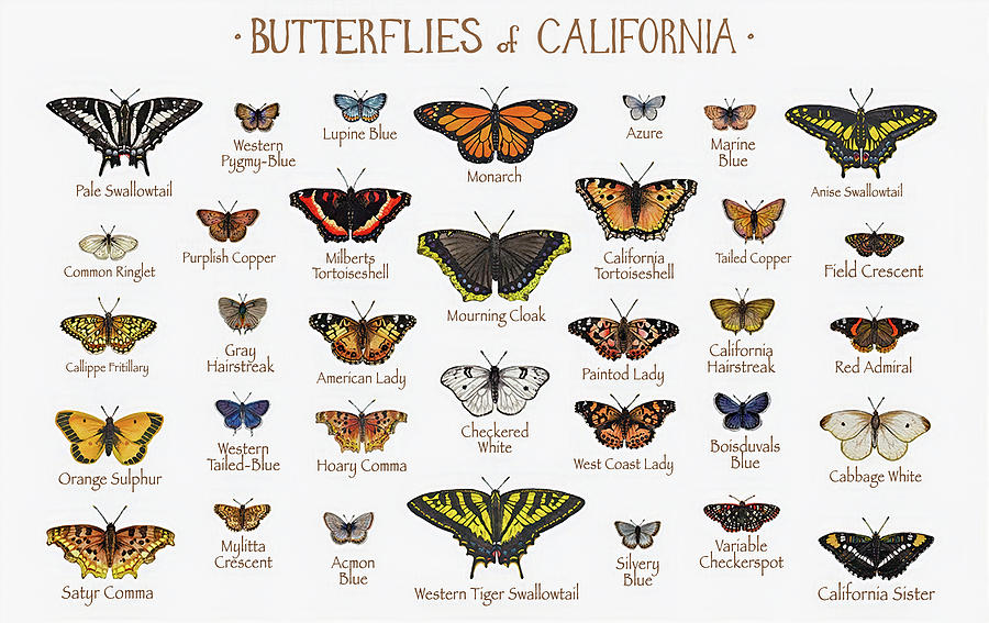 Butterfly and California Canvas Poster Digital Art by Julien - Fine Art ...