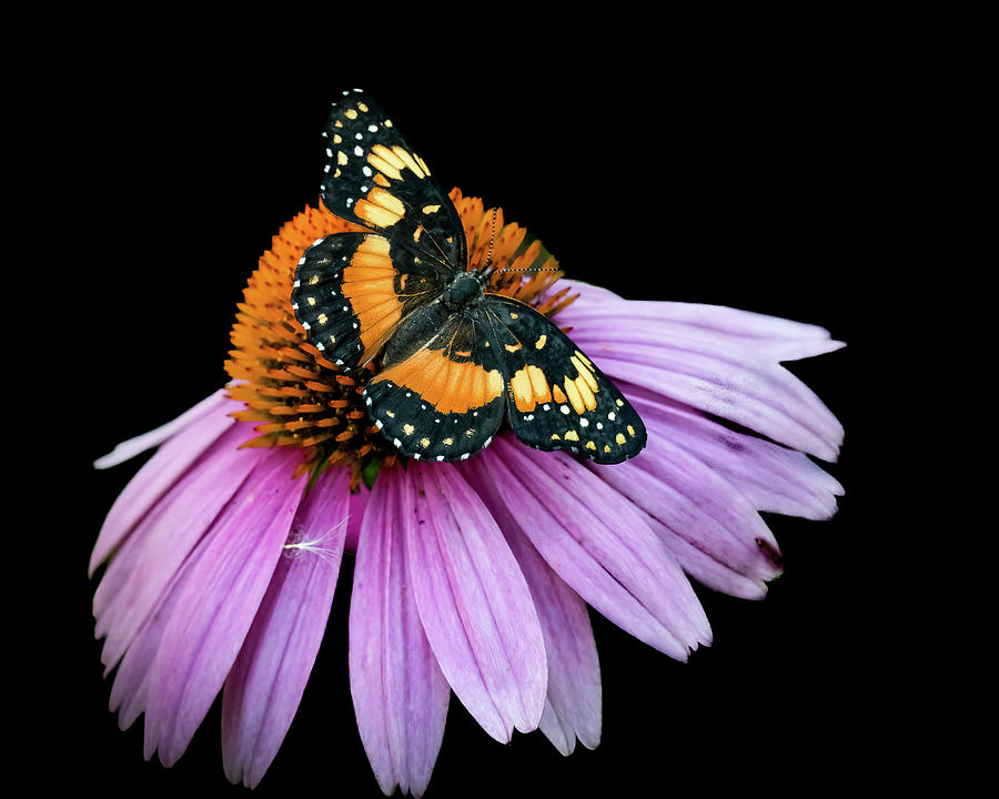 Butterfly and Coneflower Photograph by Cheri Freeman