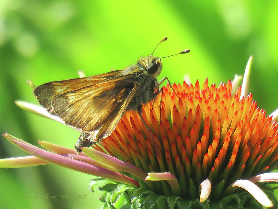 Butterfly and Echinacea Blossom - Flower and Flying Insect - Flora and Wildlife - Macro Photography Photograph by Brooks Garten Hauschild