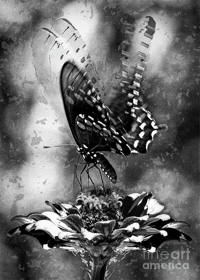 Butterfly And Flower - Black And White Digital Art by Anthony Ellis