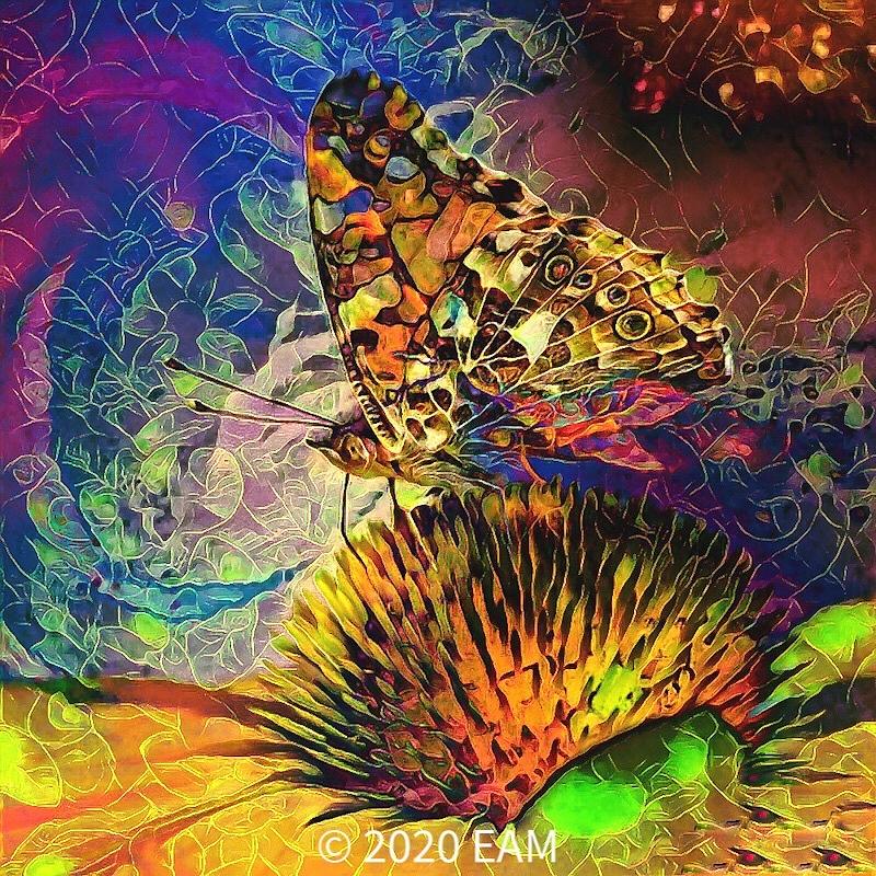 Butterfly And Flower Digital Art
