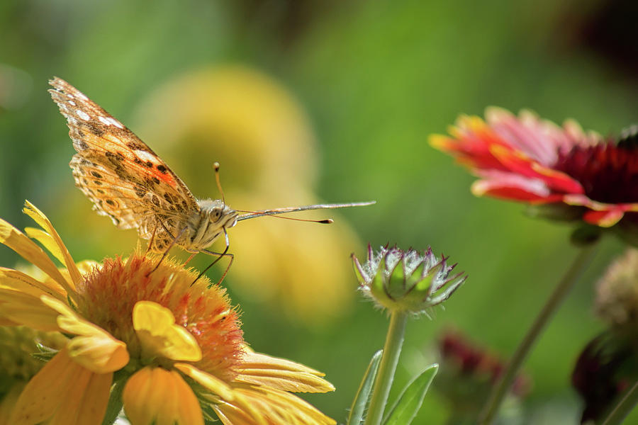 Butterfly and Flower Photograph by Lisa Chorny