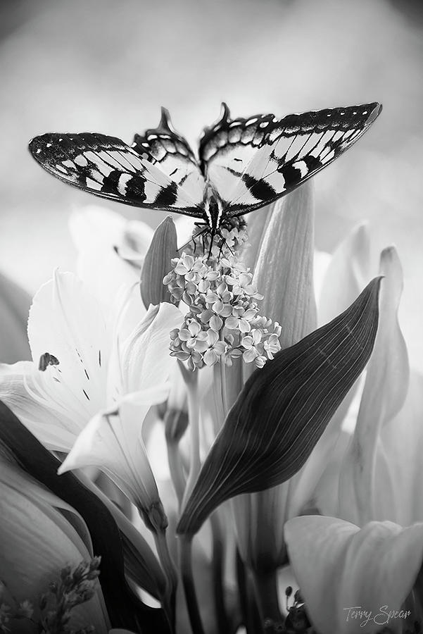 Butterfly and Flowers in Black and White Mixed Media by Terry Spear ...