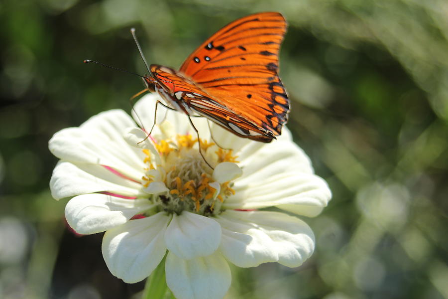 Butterfly and flowers Photograph by Rohan Jackson - Fine Art America