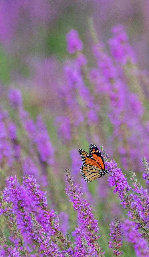 Butterfly and Flowers Photograph by Sally Cooper