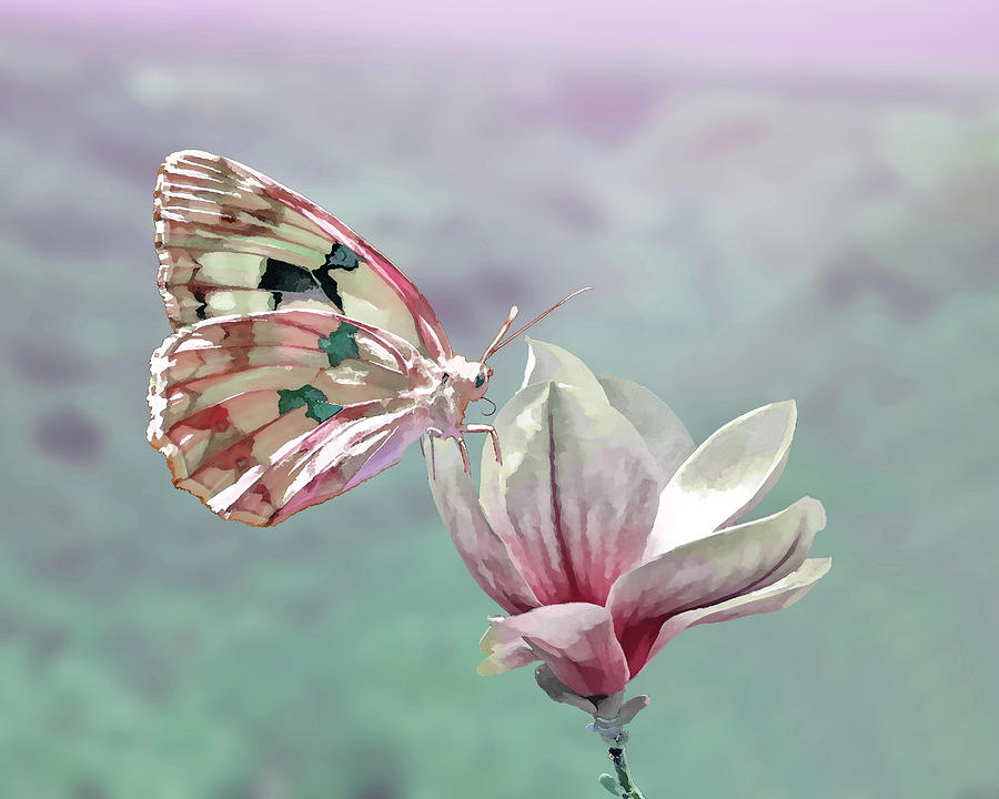 Butterfly and Magnolia Flower Digital Art by Tina Lynch Fine Art America