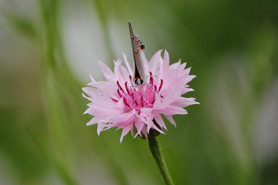 Butterfly And Pink Bachelor Button Flower Photograph