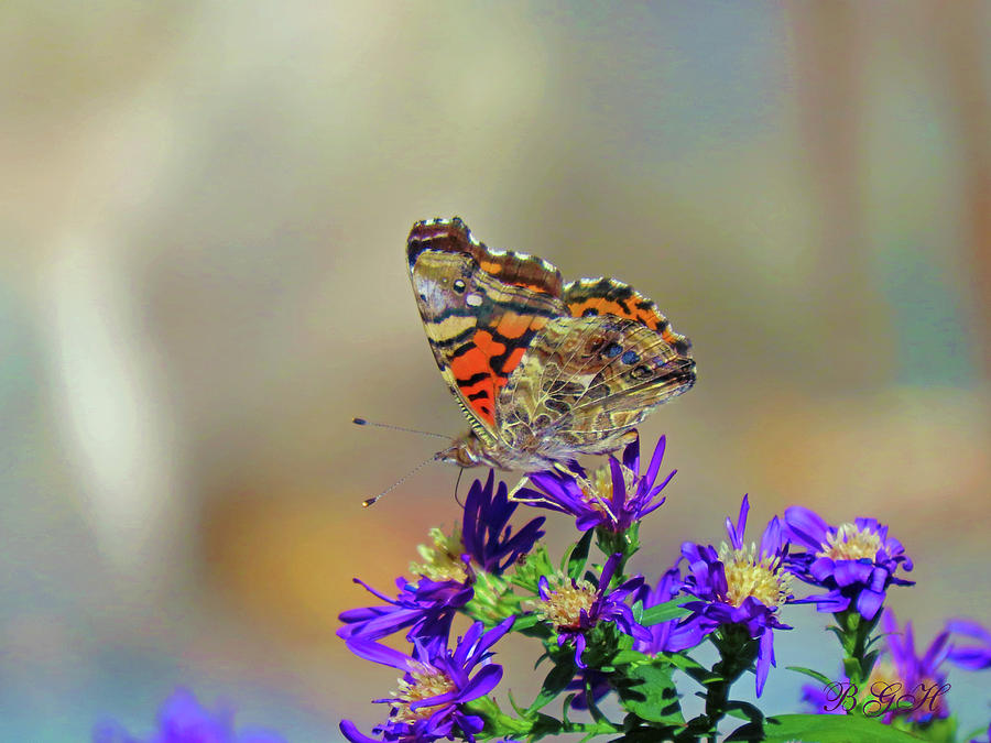 American Lady Butterfly and Purple Asters - Fall in the Garden - Colorful Nature Images Photograph by Brooks Garten Hauschild