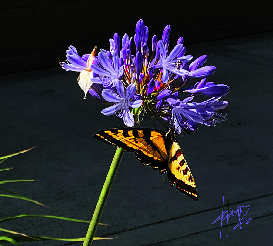 Butterfly And Purple Flower Photograph by DC Langer