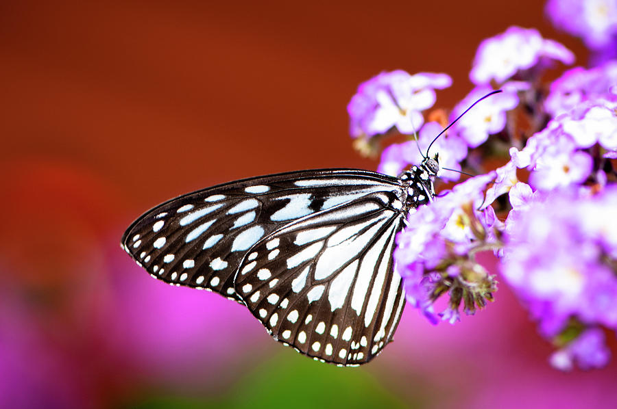 Butterfly and Purple Flowers Photograph by Oscar Gutierrez