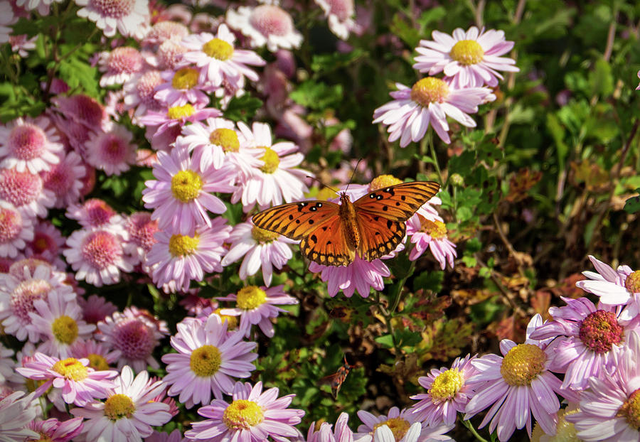 Butterfly and Purple Mums Photograph by Sandra Js