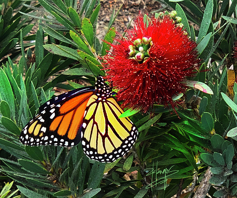 Butterfly And Red Flower Photograph by DC Langer